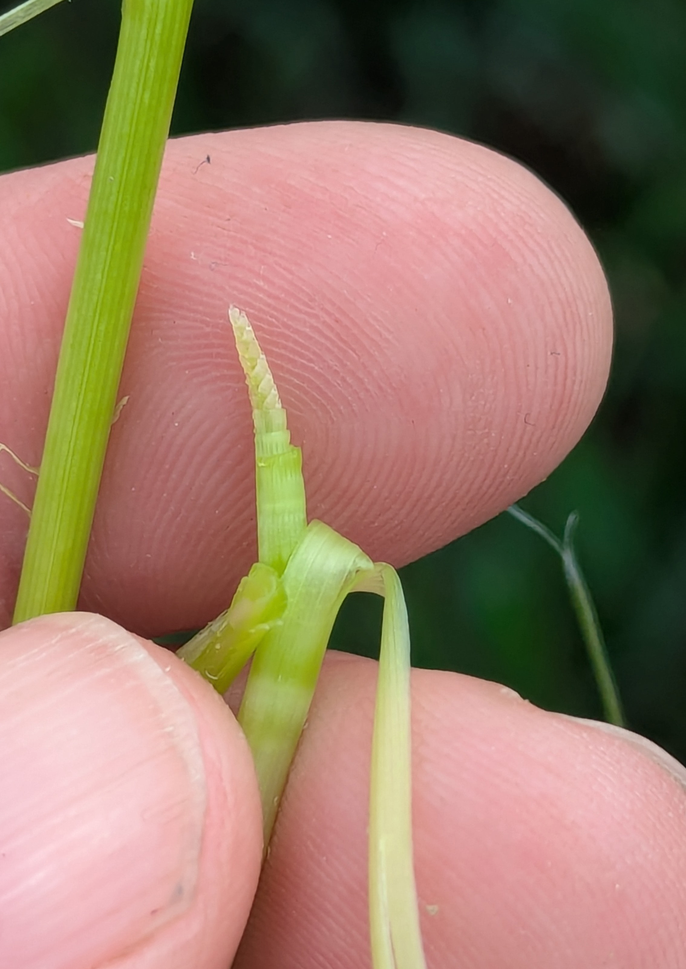 A dissected wheat stem at Feekes 6 growth stage showing the developing head.